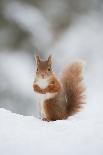 Red Squirrel (Sciurus Vulgaris) Adult in Snow, Cairngorms National Park, Scotland, February-Mark Hamblin-Photographic Print