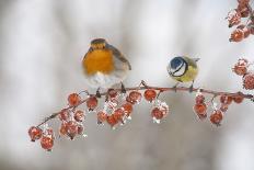 Robin (Erithacus Rubecula) and Blue Tit (Parus Caeruleus) in Winter, Perched on Twig, Scotland, UK-Mark Hamblin-Photographic Print