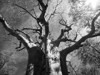 Malawi, Upper Shire Valley, Liwonde National Park; the Spreading Branches of a Massive Baobab Tree-Mark Hannaford-Photographic Print