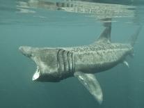 Basking Shark (Cetorhinus Maximus) Feeding on Plankton, Hebrides, Scotland, United Kingdom, Europe-Mark Harding-Photographic Print