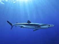 Blue Shark (Prionace Glauca) in the Azores, Portugal, Atlantic, Europe-Mark Harding-Photographic Print