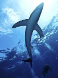Blue Shark (Prionace Glauca) in the Azores, Portugal, Atlantic, Europe-Mark Harding-Photographic Print