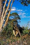 Giant anteater foraging for ant and termite nests, Brazil-Mark Jones-Framed Premier Image Canvas