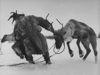 Lapp Struggling to Harness One of His Reindeer-Mark Kauffman-Photographic Print