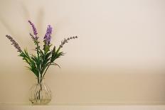 Glass vase containing sprigs of lavender-Mark Lord-Framed Photo