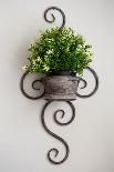 Wire planter holding pots of lavender-Mark Lord-Framed Photo