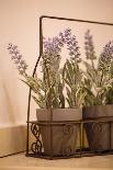 Glass vase containing sprigs of lavender-Mark Lord-Framed Photo