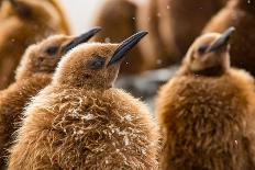 King penguin chicks in creche, St Andrews Bay, South Georgia-Mark MacEwen-Framed Photographic Print