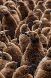 King penguin chicks in creche, St Andrews Bay, South Georgia-Mark MacEwen-Photographic Print