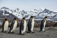 King penguin group walking past Southern elephant seal colony-Mark MacEwen-Photographic Print