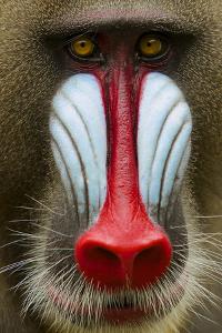 Mandrill Male (Mandrillus Sphinx) Close Up Face Portrait, Lekedi National Park, Gabon by Mark Macewen