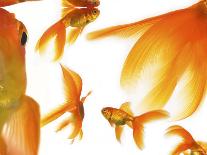 Goldfish-Mark Mawson-Photographic Print