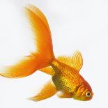 Goldfish-Mark Mawson-Photographic Print