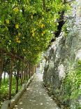 Lemon Groves, Amalfi Coast, Campania, Italy, Europe-Mark Mawson-Photographic Print