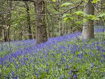 Bluebells in Middleton Woods Near Ilkley, West Yorkshire, Yorkshire, England, UK, Europe-Mark Sunderland-Photographic Print