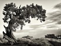 USA, Utah, Dead Horse State Park, Juniper Tree-Mark Sykes-Photographic Print