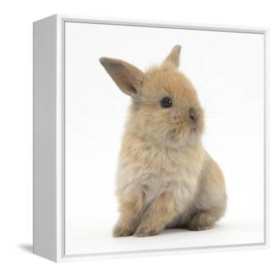 mark-taylor-baby-lionhead-lop-
