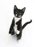 Black Kitten, 7 Weeks, Rolling on its Back-Mark Taylor-Photographic Print