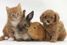 Maine Coon Kittens, 7 Weeks, Showing Different Colours-Mark Taylor-Photographic Print