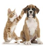 Beagle Dog, Bruce, with Ginger Kitten, Tom-Mark Taylor-Photographic Print