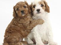 Cute Red And Red-And-White Cavapoo Puppies, 5 Weeks, Hugging, Against White Background-Mark Taylor-Photographic Print