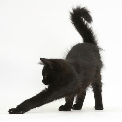 Fluffy Black Kitten, 12 Weeks Old, Stretching' Photographic