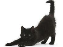 Fluffy Black Kitten, 9 Weeks, Stretching-Mark Taylor-Photographic Print