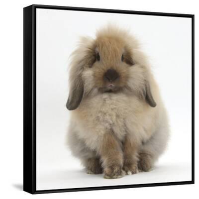Rabbit♡　0910 Fluffy Lionhead Cross Lop Rabbit' Photographic Print - Mark