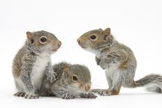 Grey Squirrels (Sciurus Carolinensis) Three Young Hand-Reared Portrait-Mark Taylor-Photographic Print