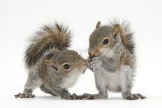 Grey Squirrels (Sciurus Carolinensis) Two Young Hand-Reared Babies Portrait-Mark Taylor-Photographic Print