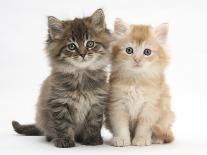 Tabby Kittens, Stanley and Fosset, 6 Weeks-Mark Taylor-Photographic Print