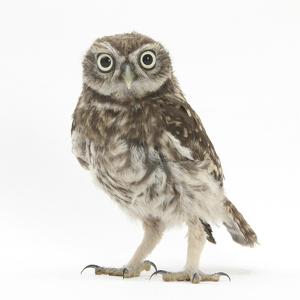 Portrait of a Young Little Owl (Athene Noctua) by Mark Taylor