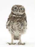 Portrait of a Young Little Owl (Athene Noctua)-Mark Taylor-Photographic Print