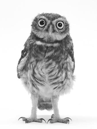 owl black and white