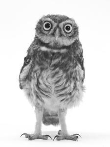 Portrait of a Young Little Owl (Athene Noctua) by Mark Taylor