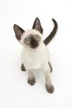 Siamese Kitten, 10 Weeks, Looking Up-Mark Taylor-Photographic Print