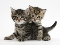 Tabby Kittens, Stanley and Fosset, 6 Weeks-Mark Taylor-Photographic Print