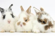 Three Cute Baby Bunnies Sitting Together-Mark Taylor-Photographic Print