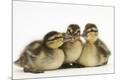 Premium Photographic Print