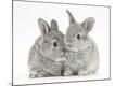 Premium Photographic Print