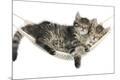 Premium Photographic Print