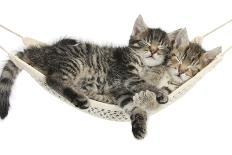 Two Cute Tabby Kittens, Stanley and Fosset, 7 Weeks, Sleeping in a Hammock-Mark Taylor-Photographic Print