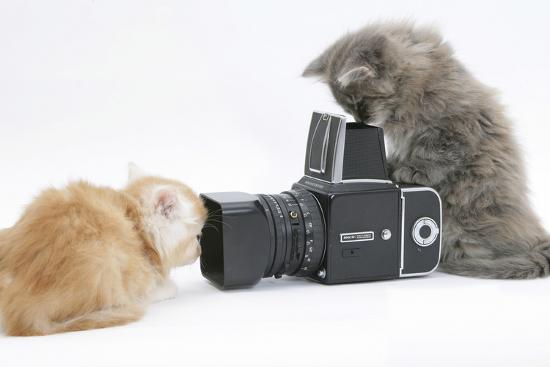 Photographic Print, , large