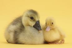 Yellow Gosling and Duckling on Yellow Background-Mark Taylor-Photographic Print