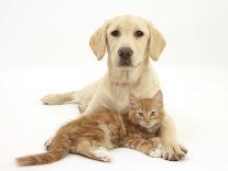 Yellow Labrador Puppy and Ginger Kitten-Mark Taylor-Photographic Print
