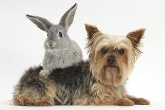 Yorkshire Terrier and Young Silver Rabbit-Mark Taylor-Photographic Print