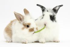 Three Cute Baby Bunnies Sitting Together-Mark Taylor-Photographic Print