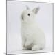 Premium Photographic Print