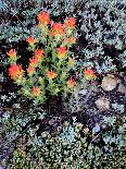 Miniature Garden at Gem Lake, Ansel Adams Wilderness, California, USA-Mark Williford-Framed Premier Image Canvas