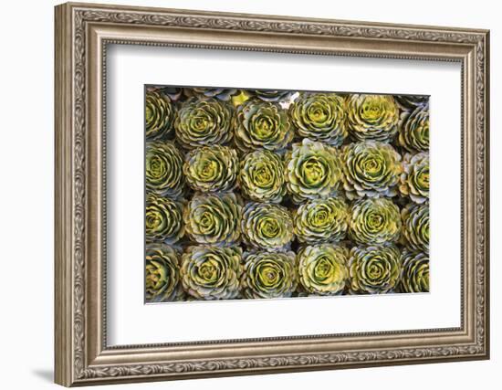 Market in Santiago, These Artichokes Were Displayed Artfully in Rows-Mallorie Ostrowitz-Framed Photographic Print